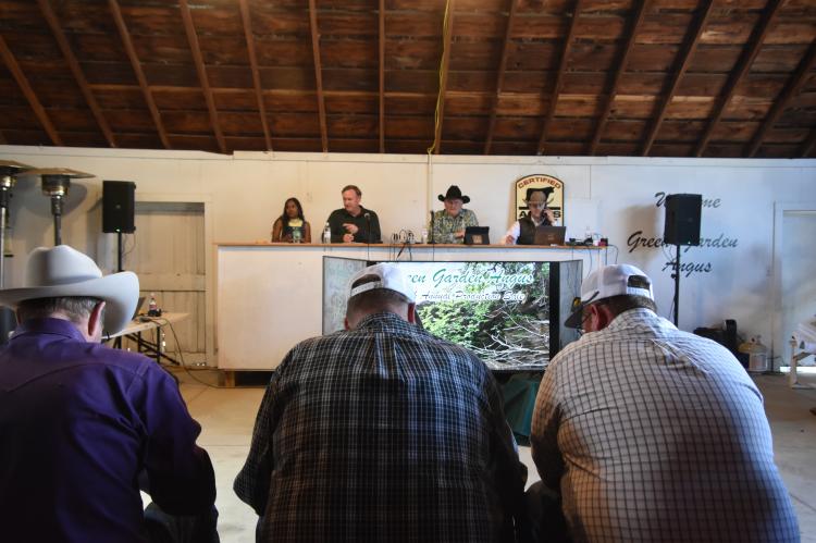 PHOTOS BY CATHERINE DOUD/Ellsworth County Independent-Reporter Potential bidders fill the bleachers in the Green Garden Angus sale barn. The bulls for sale were displayed on multiple large screens in front of the auctioneer’s booth. The sale also accepted online and phone bids from across the country.