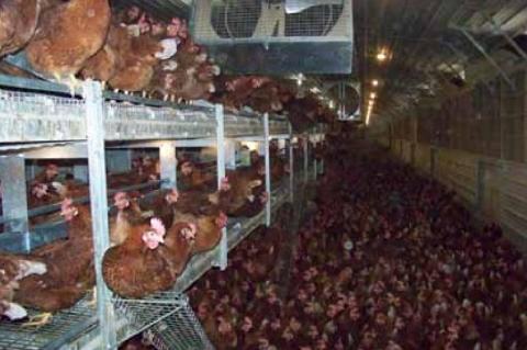 Article Image Alt Text