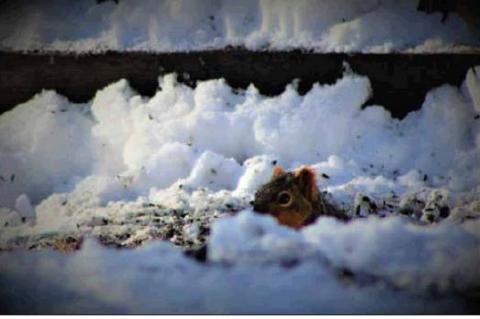 Article Image Alt Text